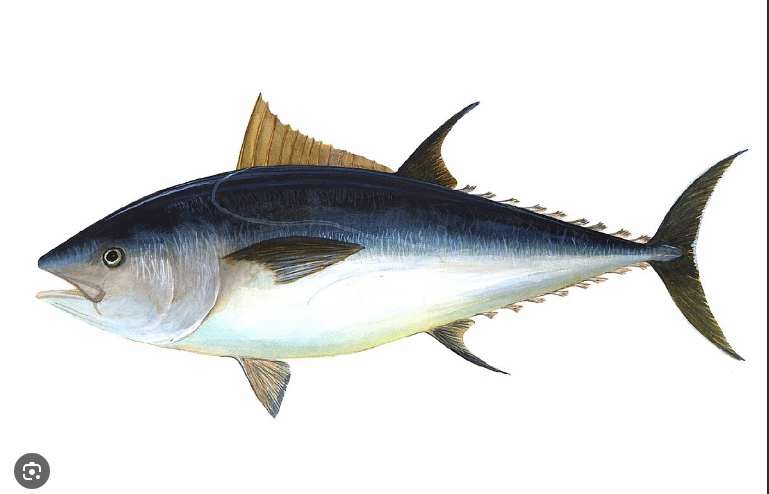 Top 10 most weight-loss-friendly foods on the planet 7 Tuna