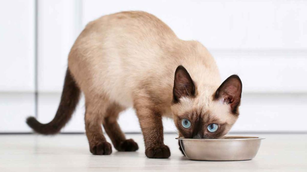 Nutrition For Feline Friends: Choosing The Best Diet For Your Beloved Cat